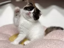 スコティッシュフォールド(折れ耳)【神奈川県・女の子・2025年3月25日・キャリコ】の写真8