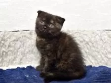 スコティッシュフォールド(折れ耳)【神奈川県・女の子・2025年2月23日・トーティー】の写真4