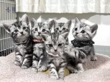 アメリカンショートヘア【神奈川県・女の子・2025年7月31日・シルバータビー】の写真8