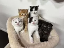 スコティッシュフォールド(折れ耳)【神奈川県・女の子・2025年2月23日・トーティー】の写真15