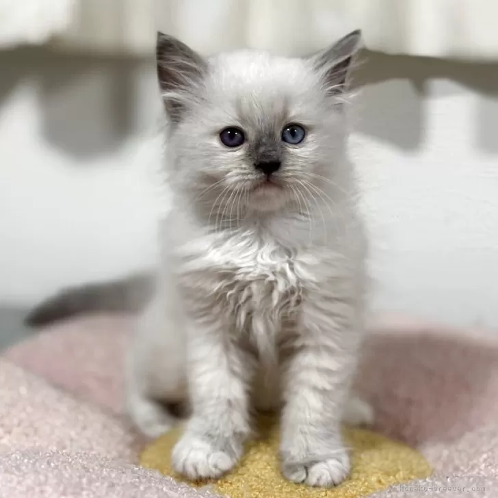 ID：2505-03044の子猫