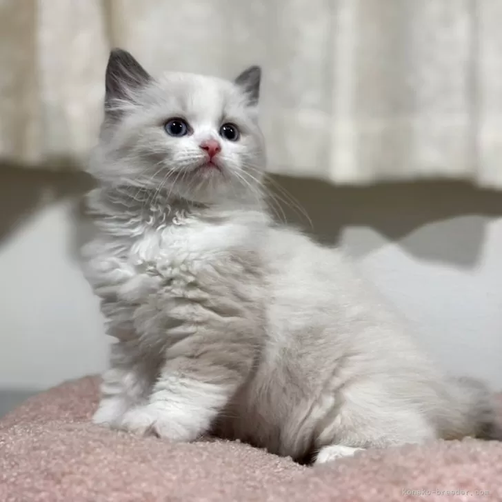 アルト 様のお迎えした子猫
