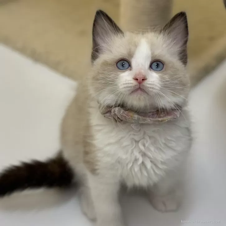 ID：2412-00592の子猫