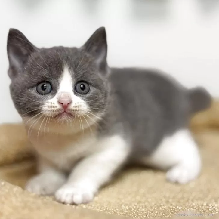 朔守レオ 様のお迎えした子猫