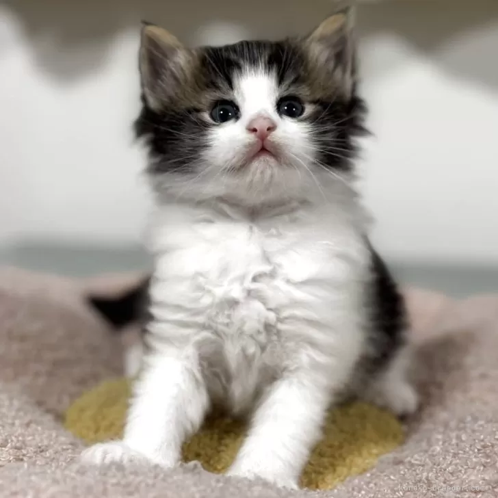 ノルウェージャンフォレストキャット【神奈川県・女の子・2025年10月3日・ブラウンタビー&amp;ホワイト】の写真1