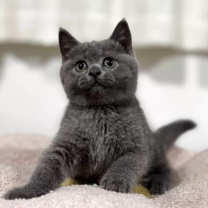 ID：2506-02949の子猫