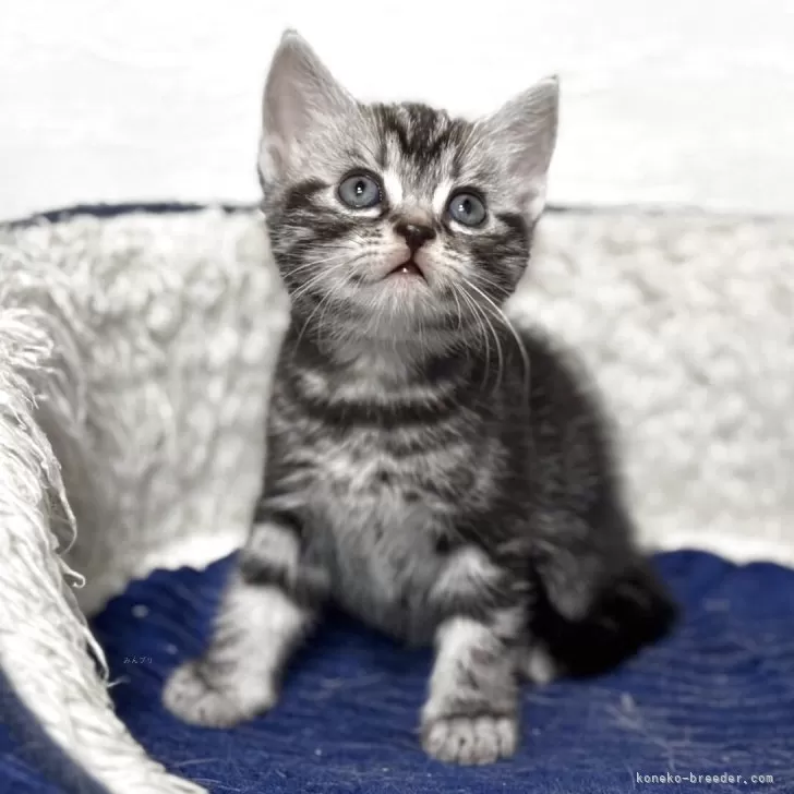 ID:2504-02353の子猫