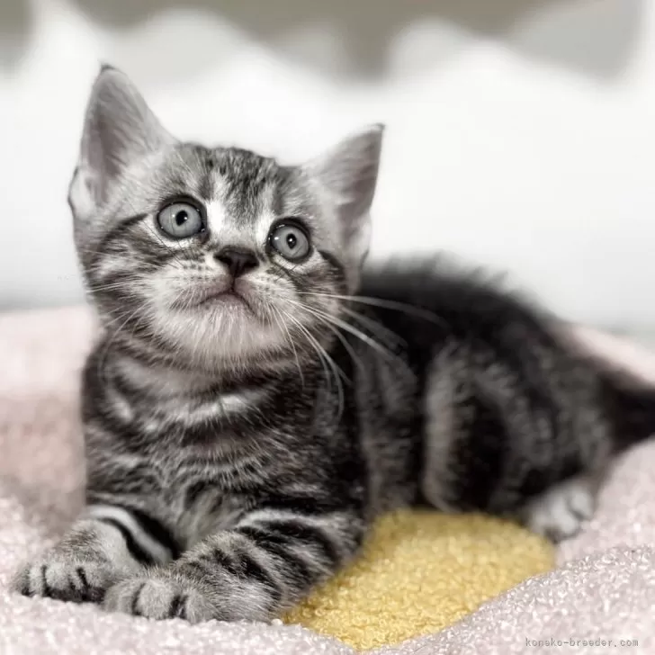 ID：2505-03010の子猫