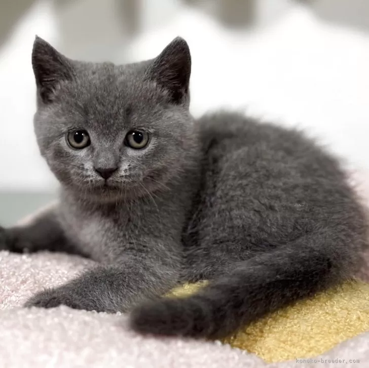 ID:2505-03023の子猫