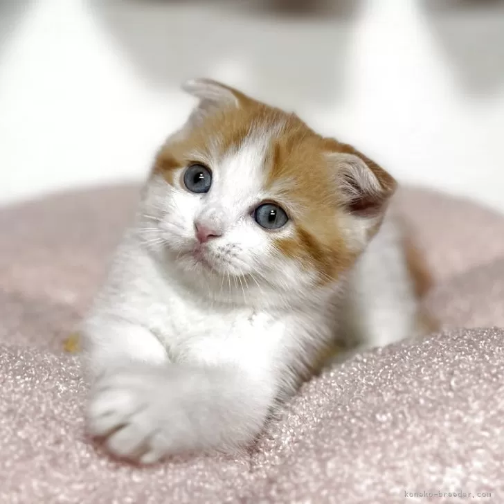はる 様のお迎えした子猫