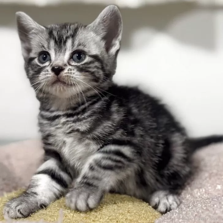 ID：2509-01211の子猫