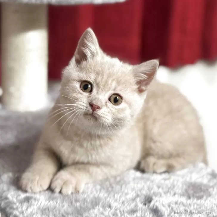 J.Y 様のお迎えした子猫