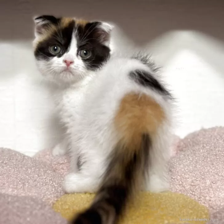 ID:2505-00001の子猫