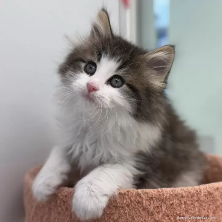 ID:2412-01785の子猫