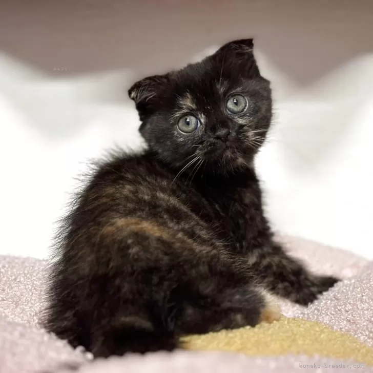ID:2505-00003の子猫