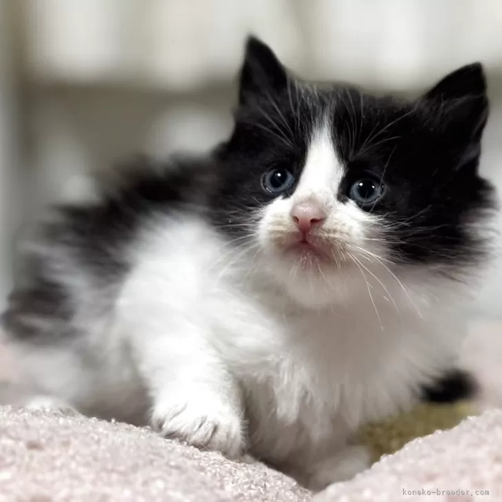 ノルウェージャンフォレストキャット【神奈川県・女の子・2025年10月7日・ブラック&amp;ホワイト】の写真1