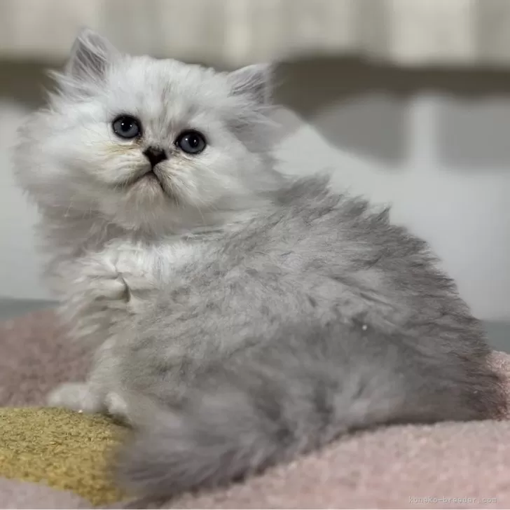 ID：2509-01269の子猫