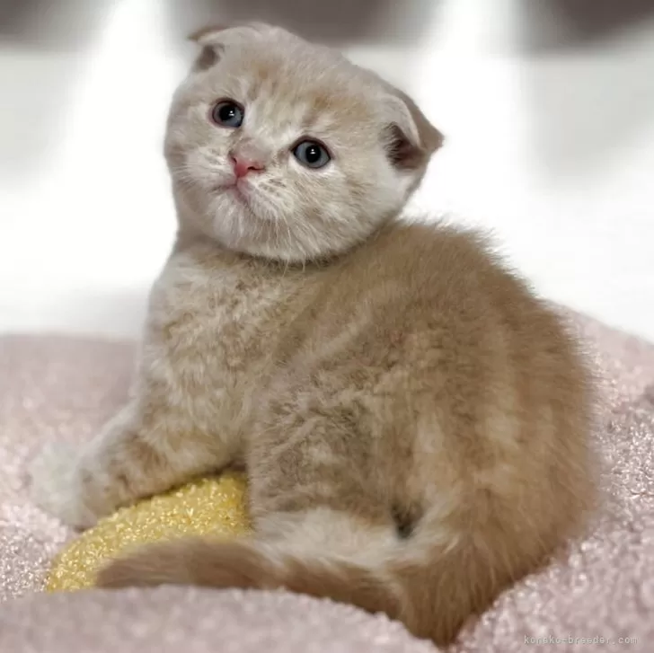 ID:2504-03665の子猫
