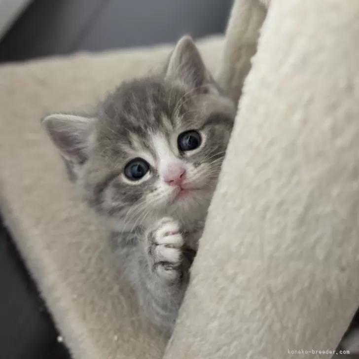 ID:2412-01837の子猫