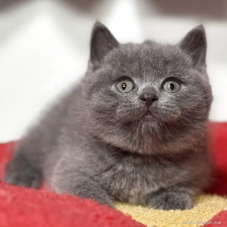 ID:2509-00418の子猫