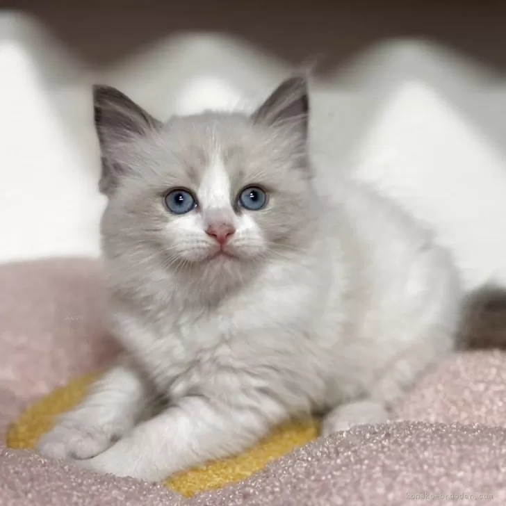 ID：2505-00030の子猫