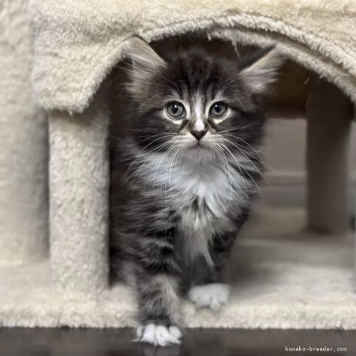 ID:2503-02219の子猫
