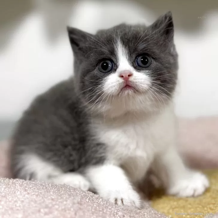 ID：2506-02945の子猫