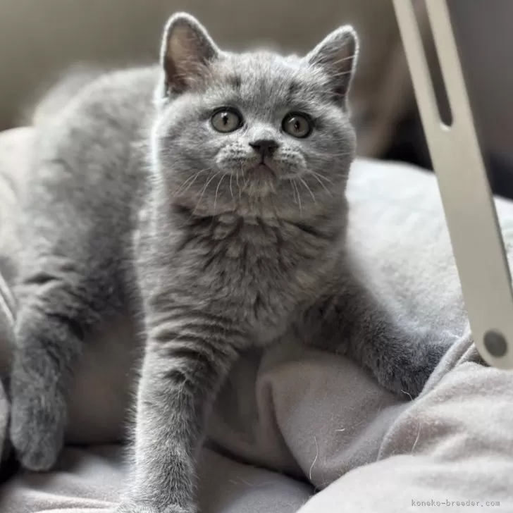 ID:2501-02596の子猫