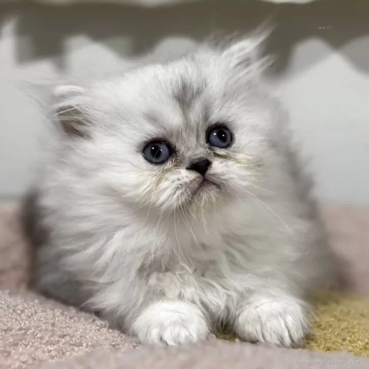 ID：2509-01270の子猫