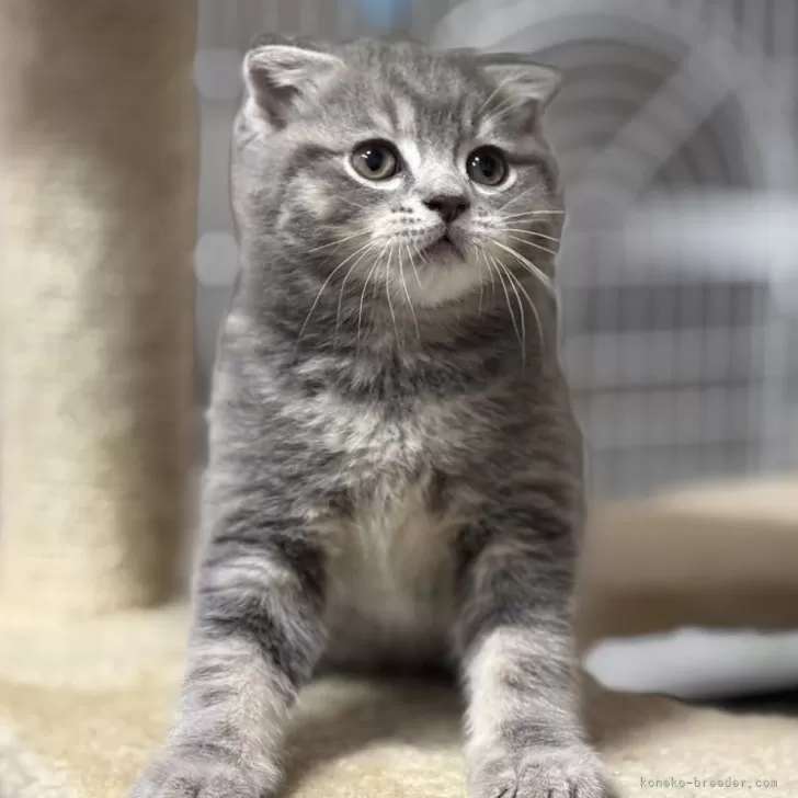 ID:2503-02159の子猫