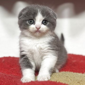 スコティッシュフォールド(折れ耳)【神奈川県・男の子・2025年10月1日・ブルー&ホワイト】の写真「ぺったり折れたお耳が堪らなく可愛い男の子💕」