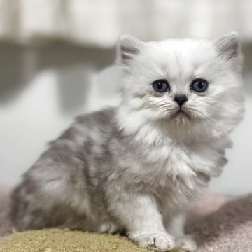 ペルシャ【神奈川県・女の子・2025年10月8日・チンチラシルバー】の写真「【Black Friday💰】色白の女の子💕」