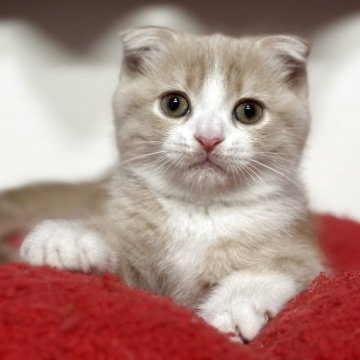 スコティッシュフォールド(折れ耳)【神奈川県・男の子・2025年10月20日・クリームタビー&ホワイト】の写真「綺麗なクリーム色が上品さUP‼️」