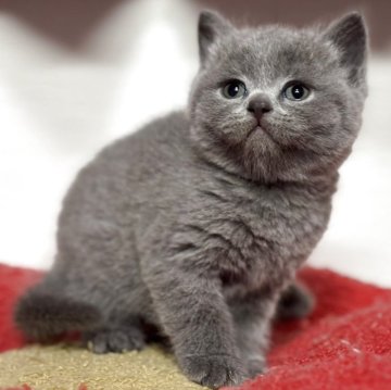 ブリティッシュショートヘア【神奈川県・女の子・2025年11月23日・ブルー】の写真「大人気露伴パパの血統です♪可愛いさ抜群です‼️」