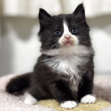 ノルウェージャンフォレストキャット【神奈川県・女の子・2025年10月7日・ブラック&ホワイト】の写真「迫力あるソックス履いた黒多めのハチワレちゃん♪」