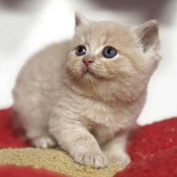 スコティッシュフォールド(立ち耳)【神奈川県・男の子・2025年10月1日・クリームタビー】の写真「綺麗なクリーム色で惚れ惚れする美男子です♪」