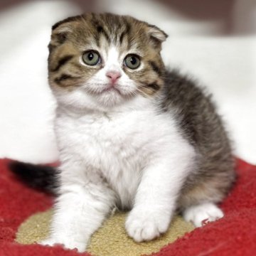 スコティッシュフォールド(折れ耳)【神奈川県・女の子・2025年9月19日・ブラウンタビー&ホワイト】の写真「【happy price💕】折れ耳の可愛い子ちゃん」