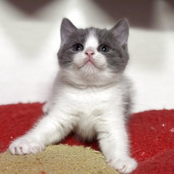 スコティッシュフォールド(立ち耳)【神奈川県・男の子・2025年10月13日・ブルー&ホワイト】の写真「ハチワレ柄のスコティッシュちゃん♪」