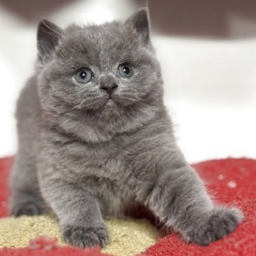 ブリティッシュショートヘア【神奈川県・女の子・2025年10月16日・ブルー】の写真「【特選🎖️】耳付きや丸顔が可愛すぎです♪」