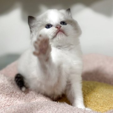 ラグドール【神奈川県・男の子・2025年4月24日・シールポイントバイカラー】の写真「キャンドルテールのイケニャン君ですよ♪」