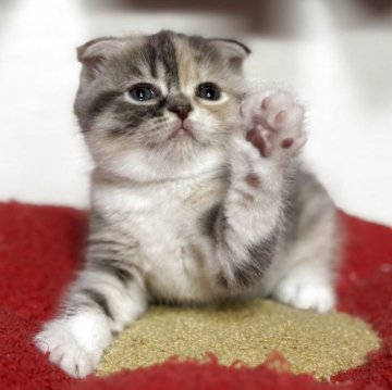 スコティッシュフォールド【神奈川県・女の子・2025年10月20日・ダイリュートキャリコ】の写真「みんな大好きなパステルカラーの三毛猫ちゃん💕」