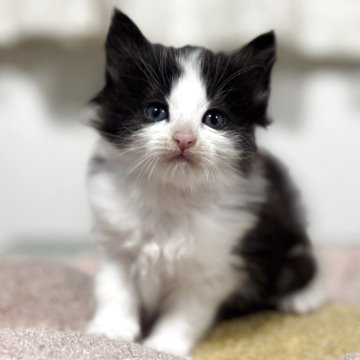 ノルウェージャンフォレストキャット【神奈川県・女の子・2025年10月7日・ブラック&ホワイト】の写真「ノルジャンでは珍しい白黒のハチワレちゃんですよ💕」