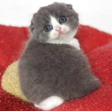 スコティッシュフォールド(折れ耳)【神奈川県・男の子・2025年10月1日・ブルー&ホワイト】の写真「ダントツ人気のハチワレ柄の折れ耳くん♪」