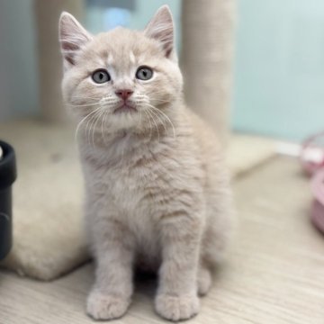 マンチカン(長足)【神奈川県・男の子・2025年8月28日・クリーム】の写真「とっても綺麗なクリーム色です♪」