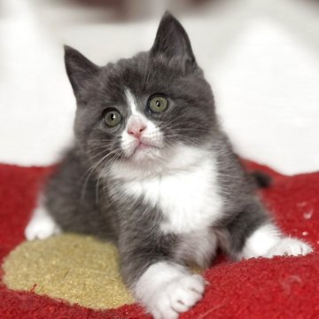 スコティッシュフォールド(立ち耳)【神奈川県・男の子・2025年9月20日・ブルー&ホワイト】の写真「【happy price💕】間違い無い可愛さです」