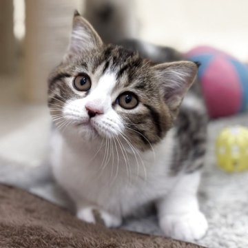 スコティッシュフォールド(立ち耳)【神奈川県・男の子・2025年8月23日・ブラウンマッカレルタビー&ホワイト】の写真「ワイルドな柄で存在感UP‼️」