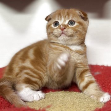 スコティッシュフォールド【神奈川県・男の子・2025年10月20日・レッドタビー&ホワイト】の写真「しっかりしたタビー柄が目立ち度UP‼️」