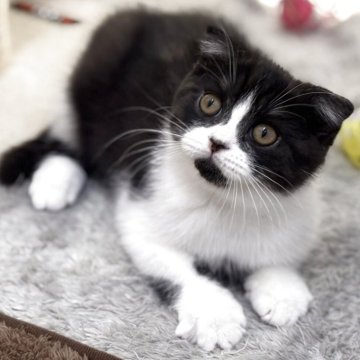 スコティッシュフォールド(折れ耳)【神奈川県・男の子・2025年8月23日・ブラックスモークタビー&ホワイト】の写真「殆ど黒色に近いですよ〜」