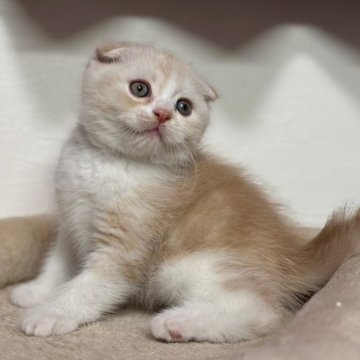スコティッシュフォールド【神奈川県・男の子・2025年2月21日・クリームタビー&ホワイト】の写真「これぞスコティッシュな丸顔ちゃんです💕」