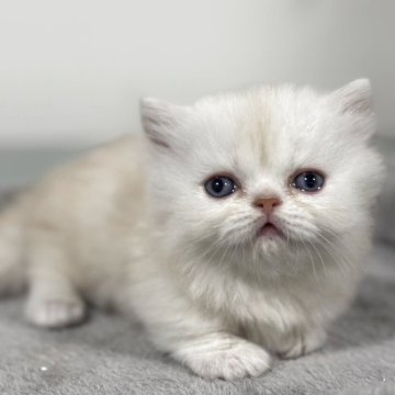 ミヌエット(短足)【神奈川県・男の子・2025年11月5日・クリームタビー&ホワイト】の写真「絶対的エースな可愛さの短足ミヌエット♪」